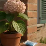 Ortensie con foglie grandi e nessun fiore: il pH blocca il concime