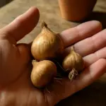 Tre bulbi di zafferano o trenta: la soglia che cambia tutto il raccolto