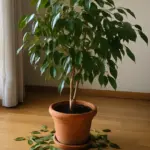 Il ficus benjamin perde 40 foglie al giorno: dov’è passato davvero