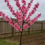 Vuoi frutti in tre anni? Scegli l’albero giusto, non quello più bello