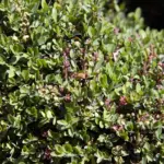 Arbusti sempreverdi in vaso o piena terra: cosa cambia davvero con le prime notti fresche