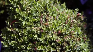 Arbusti sempreverdi in vaso o piena terra: cosa cambia davvero con le prime notti fresche