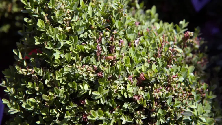 Arbusti sempreverdi in vaso o piena terra: cosa cambia davvero con le prime notti fresche