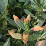 Lauroceraso con foglie gialle: cosa osservare tra acqua, terreno e ricambio naturale