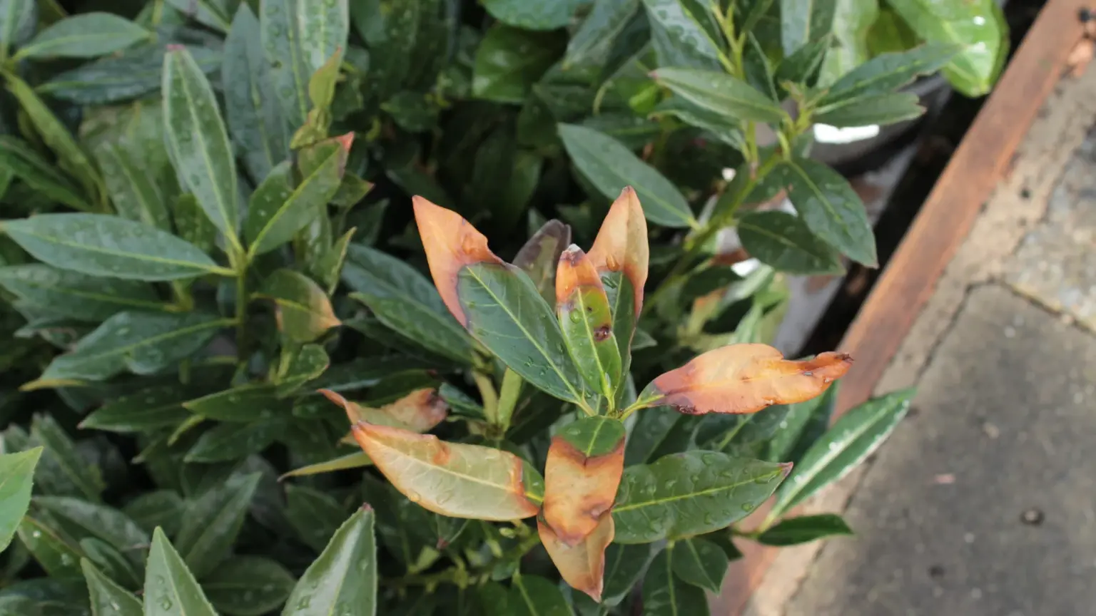 Lauroceraso con foglie gialle: cosa osservare tra acqua, terreno e ricambio naturale