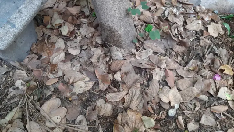 Pacciamatura sotto siepi e arbusti: quando aiuta davvero a trattenere umidità e quando crea ristagno