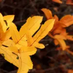 Il giardino cambia a fine settembre: 5 controlli da fare su siepi e arbusti prima delle piogge autunnali