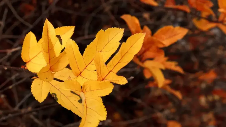 Il giardino cambia a fine settembre: 5 controlli da fare su siepi e arbusti prima delle piogge autunnali