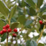 Agrifoglio appena rifinito: quali ricacci osservare prima di tornare con le cesoie