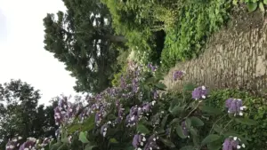 Arbusto piantato troppo vicino a un passaggio: cosa valutare prima di trasformare ogni stagione in una potatura di emergenza