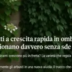 Arbusto vicino a un pluviale: perché dopo la pioggia un terreno fradicio in un solo punto può falsare la lettura dell’intera aiuola