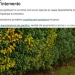 Arbusto con un ramo che punta verso il vialetto: quando correggere la direzione e quando il problema è avergli lasciato troppo poco spazio