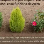 Arbusto in contenitore da mettere in piena terra: perché controllare radici e pane radicale prima di scegliere profondità e buca