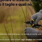 Rami sottili piegati sotto il peso della pioggia: perché aspettare che asciughino può cambiare la valutazione del danno