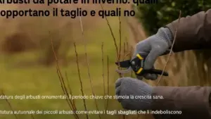 Rami sottili piegati sotto il peso della pioggia: perché aspettare che asciughino può cambiare la valutazione del danno