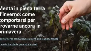 Buca di impianto arricchita solo sul fondo: perché un terreno troppo diverso può ostacolare l’attecchimento invece di aiutare