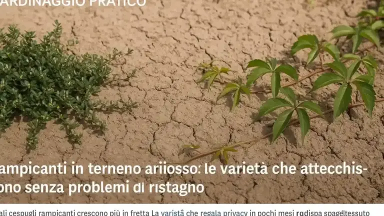 Siepe giovane e autunno asciutto: perché le prime piogge non significano che puoi smettere di controllare l’umidità