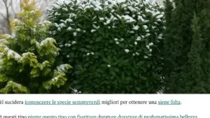 Siepe mista con bacche in autunno: perché rifinirla tutta insieme può togliere più valore di quanto aggiunga ordine