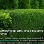 Siepe sempreverde in ottobre: perché una potatura forte può essere peggiore di una correzione rinviata