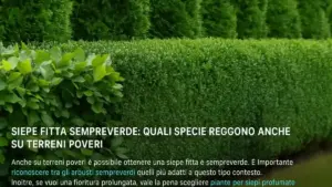 Siepe sempreverde in ottobre: perché una potatura forte può essere peggiore di una correzione rinviata