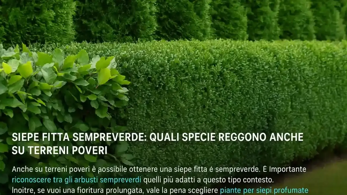 Siepe sempreverde in ottobre: perché una potatura forte può essere peggiore di una correzione rinviata
