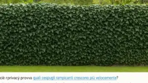 Siepe esposta e vento forte: perché una barriera completamente chiusa non è sempre il frangivento migliore
