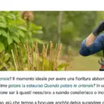 Tutore molto alto su un giovane arbusto: perché sostenere troppo il fusto può essere diverso dal fermare la zolla