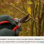 Pacciamatura autunnale di legno sminuzzato: perché il materiale da potatura può diventare risorsa ma non va ammucchiato sul fusto