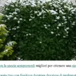 Siepe di agrifoglio in autunno: perché foglie verdi e variegate possono chiedere esposizioni diverse prima ancora della potatura