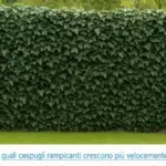 Siepe appena messa a dimora in ottobre: come capire se il terreno trattiene troppa acqua prima delle piogge