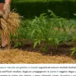 Foglie secche alla base della siepe: quando diventano pacciamatura utile e quando è meglio rimuoverle