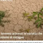 Irrigazione dopo una settimana di pioggia: il controllo del terreno che evita di bagnare una siepe già satura