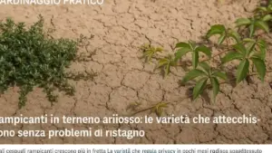 Irrigazione dopo una settimana di pioggia: il controllo del terreno che evita di bagnare una siepe già satura