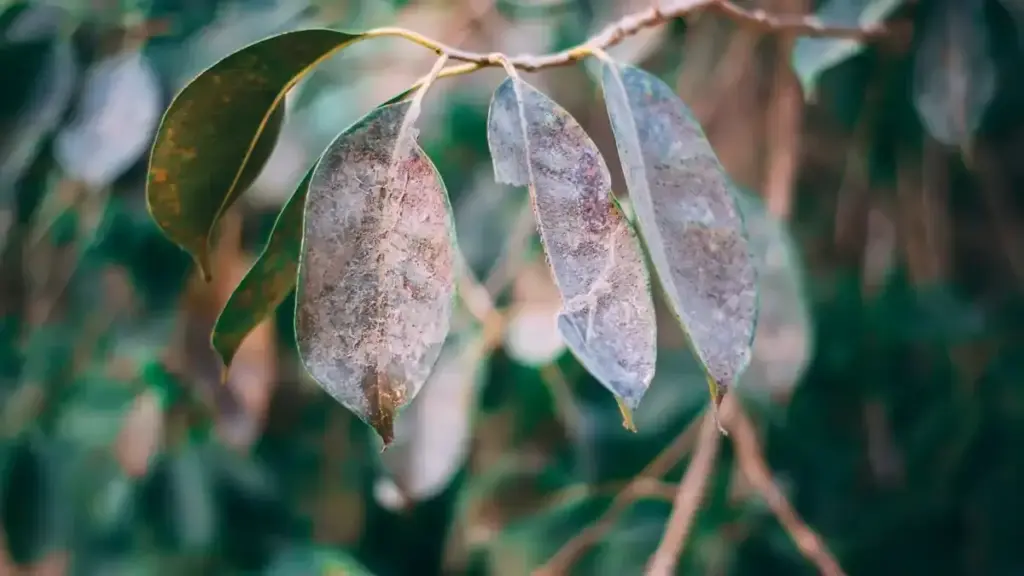 Photinia con nuovi getti prima del freddo: perché una concimazione tardiva può essere controproducente