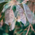 Photinia con nuovi getti prima del freddo: perché una concimazione tardiva può essere controproducente