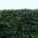 Siepe vicino a un muro: quanto spazio lasciare perché aria, manutenzione e crescita non diventino un problema