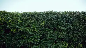 Siepe vicino a un muro: quanto spazio lasciare perché aria, manutenzione e crescita non diventino un problema