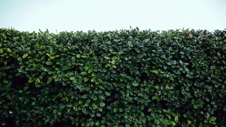 Siepe vicino a un muro: quanto spazio lasciare perché aria, manutenzione e crescita non diventino un problema