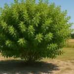 Potatura di formazione su un giovane arbusto: perché scegliere pochi rami ben orientati vale più di accorciare tutto