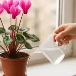 Ciclamino in vaso a ottobre: luce, annaffiature e riparo quando si abbassano le temperature